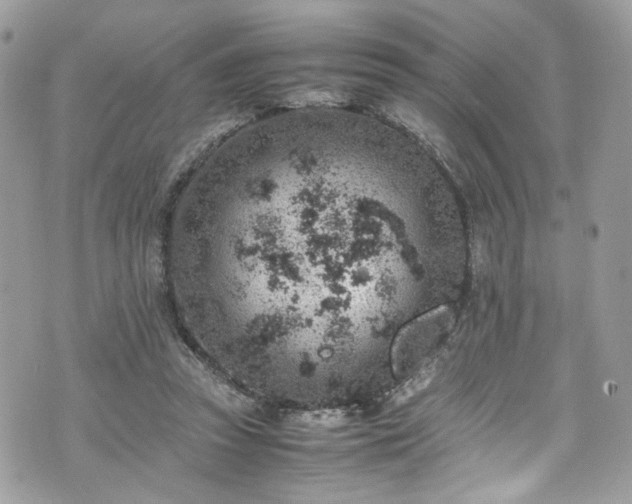 X0000070370353200606161323