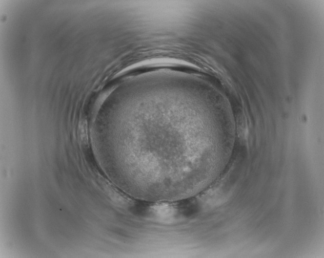 X0000070370425200606161322