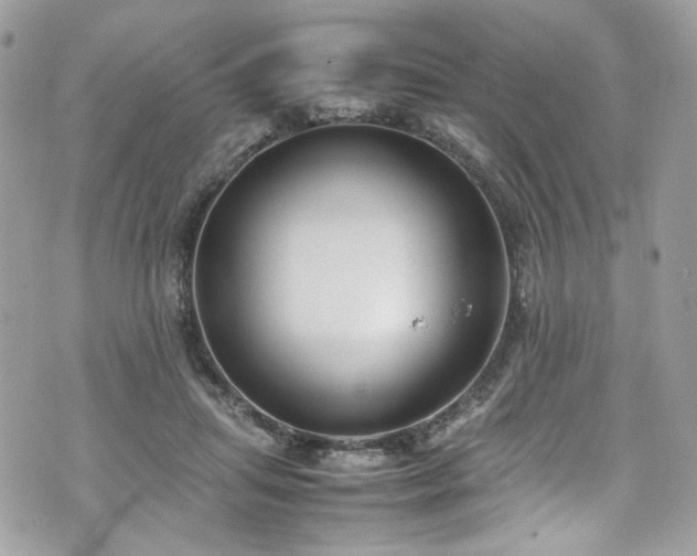 X0000070370455200606161321