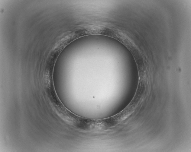 X0000070370599200606161319