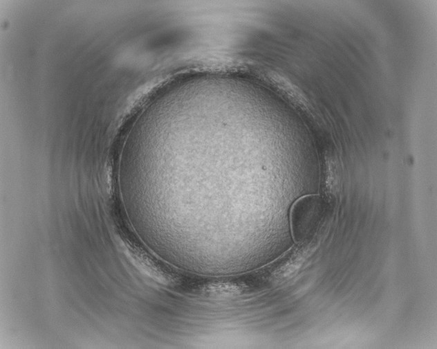 X0000070370636200606161318