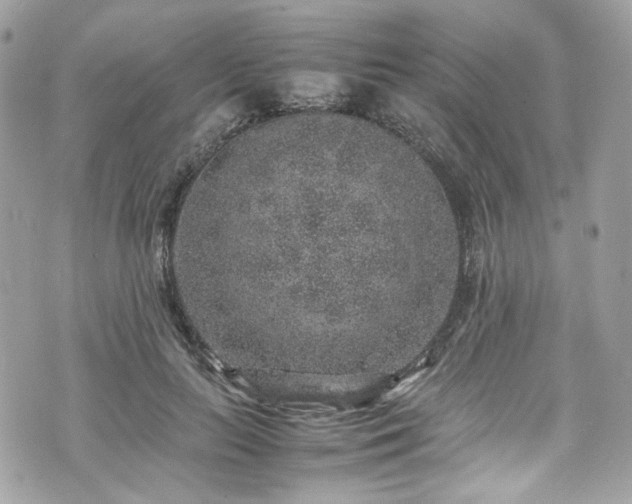 X0000070370647200606161318