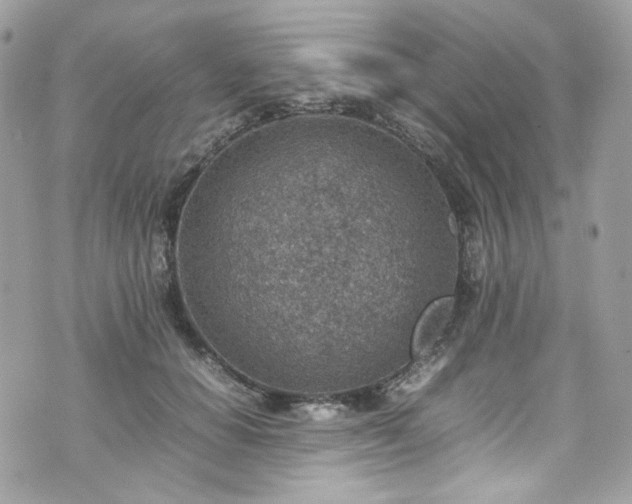 X0000070370654200606161318