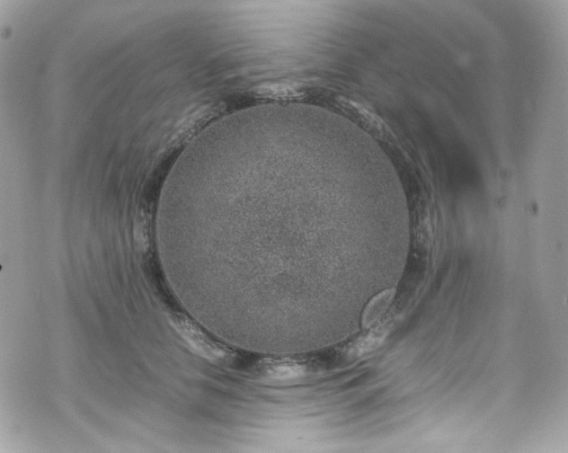 X0000070370658200606161318