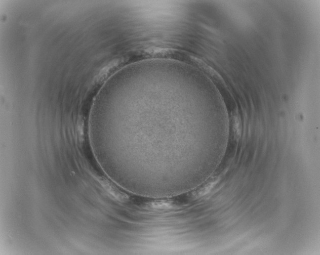 X0000070370668200606161319