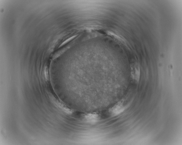 X0000070370718200606161317