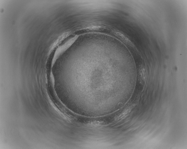 X0000070370734200606161316