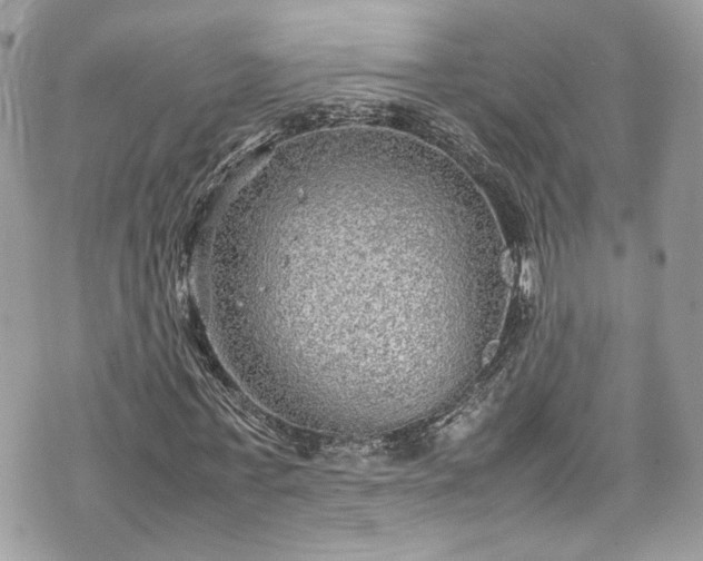 X0000070370771200606161316