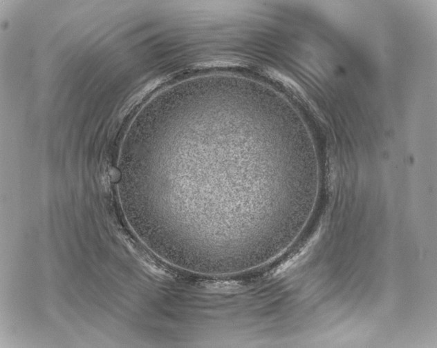 X0000070370833200606161315