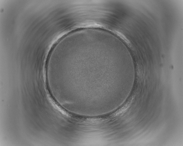 X0000070370840200606161315