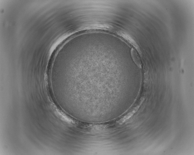 X0000070370928200606161313