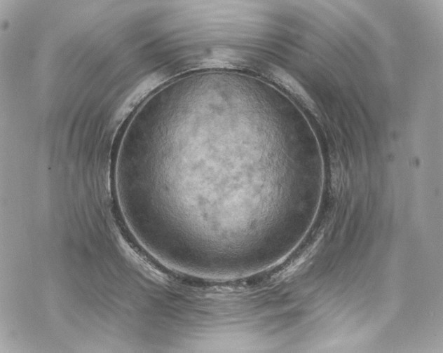 X0000070370938200606161313