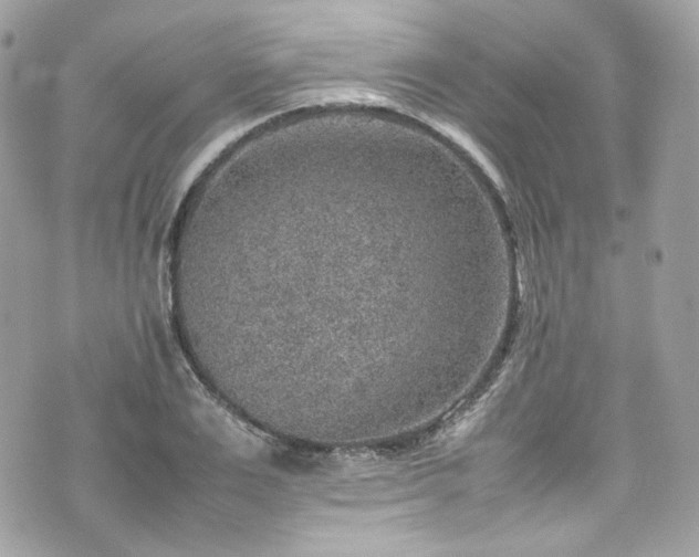 X0000070370983200606161312