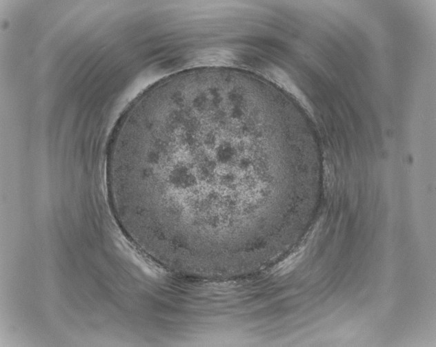 X0000070371035200606161312