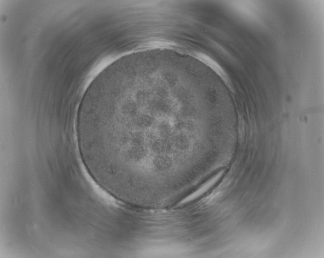 X0000070371055200606161312