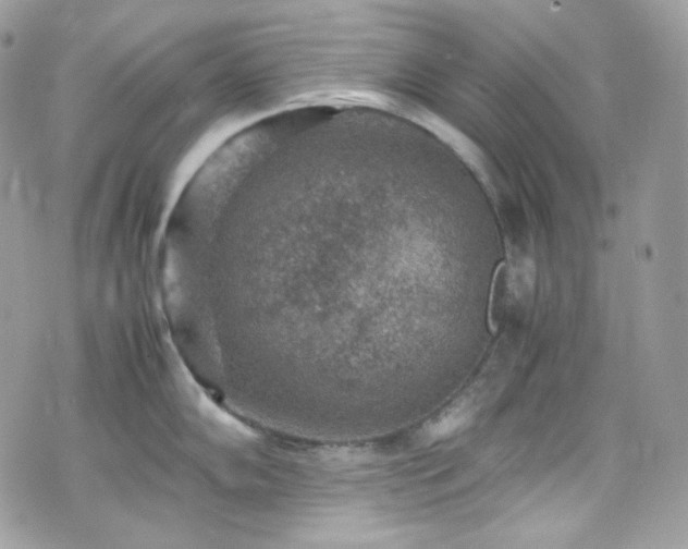 X0000070371102200606161310