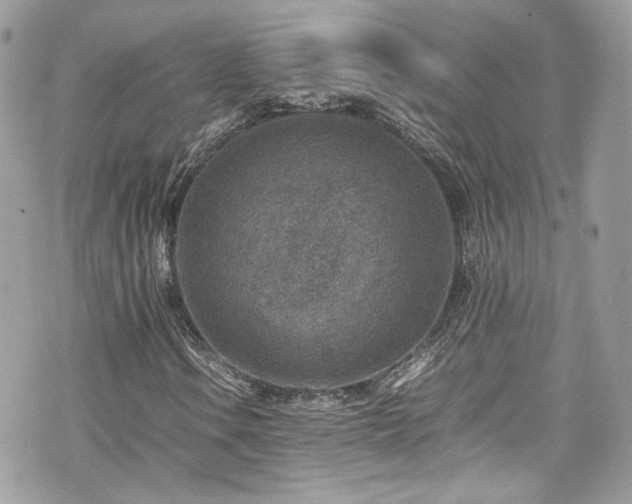 X0000070371106200606161310