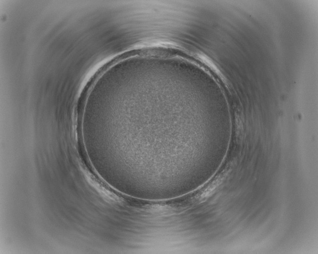 X0000070371124200606161310