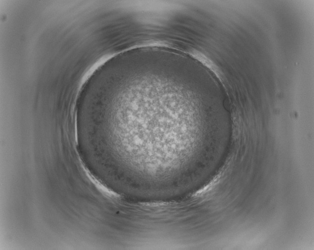 X0000070371127200606161310