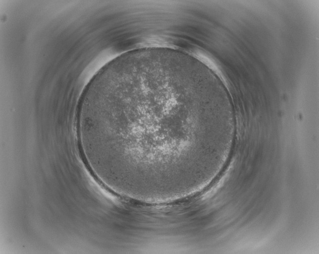 X0000070371141200606161310