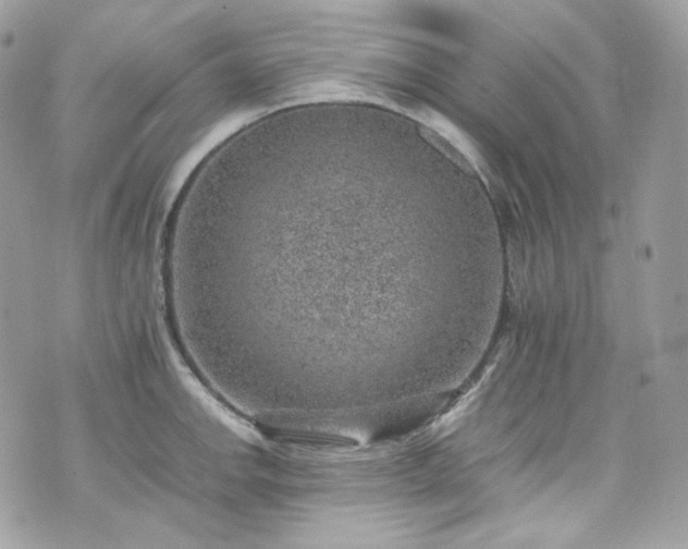 X0000070371142200606161310