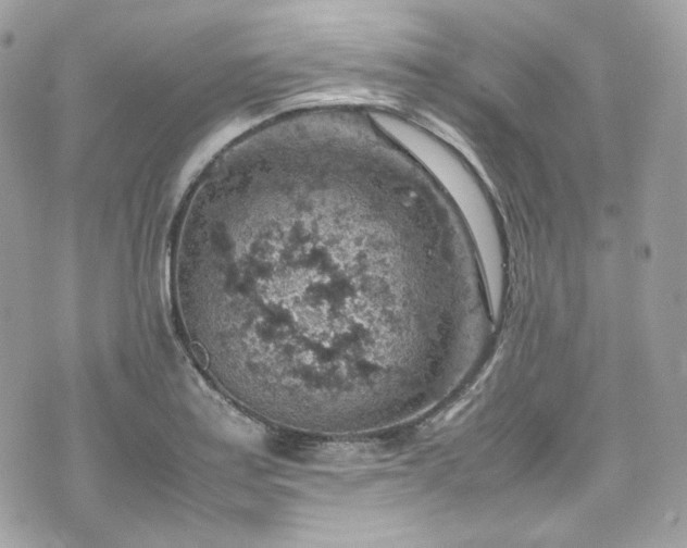 X0000070371179200606161309