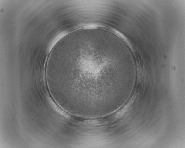 X0000070371194200606161309