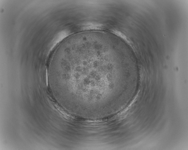 X0000070371219200606161308