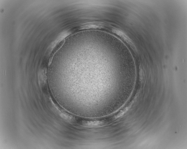 X0000070371233200606161309