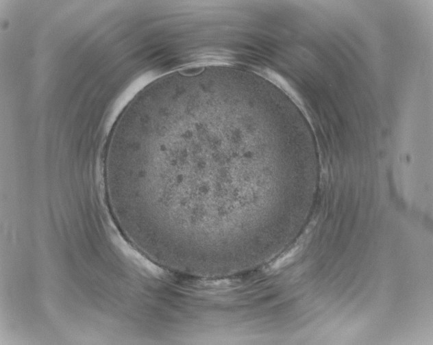 X0000070371243200606161309