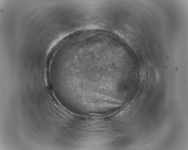 X0000070371262200606161308