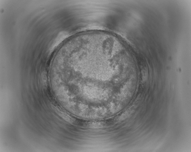 X0000070371266200606161308