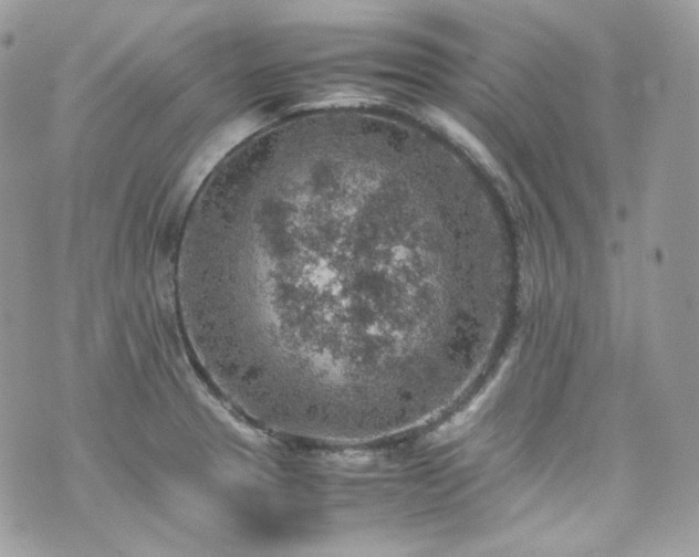 X0000070371329200606161307