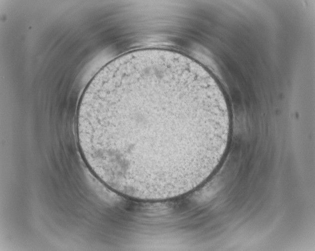 X0000070371338200606161307