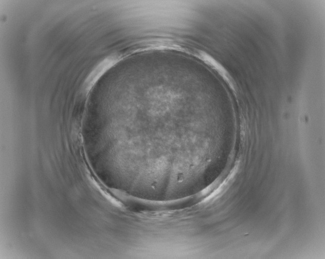 X0000070371385200606161306