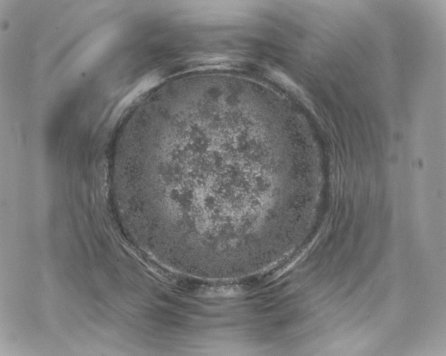 X0000070371411200606161305