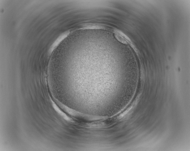 X0000070371433200606161306