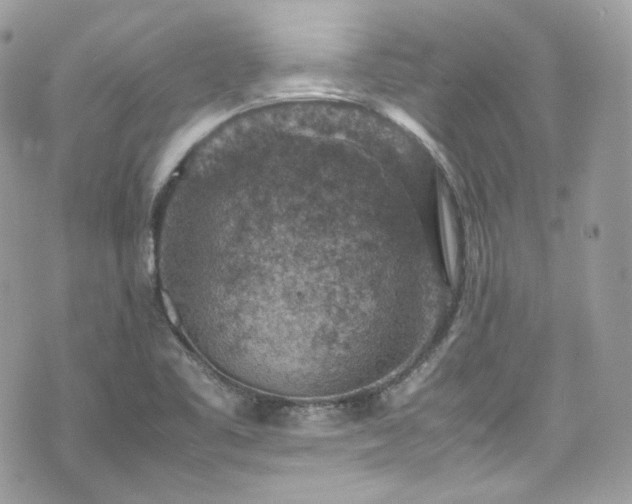 X0000070371461200606161305