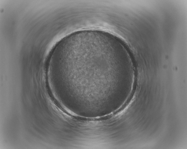 X0000070371506200606161304