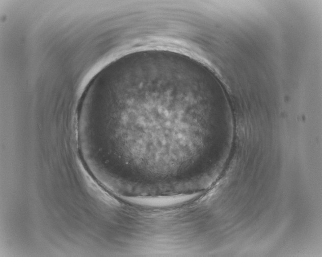 X0000070371522200606161304