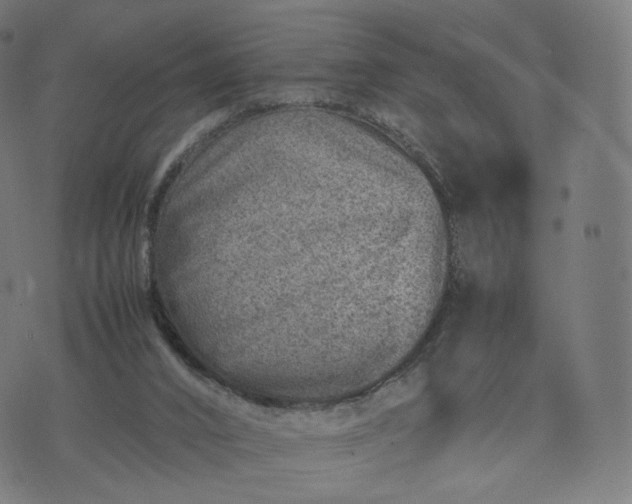 X0000070370016200606231659