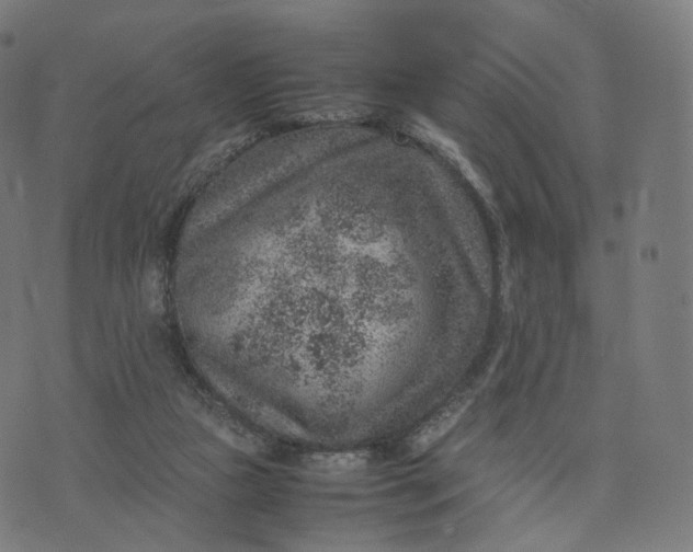 X0000070370161200606231656