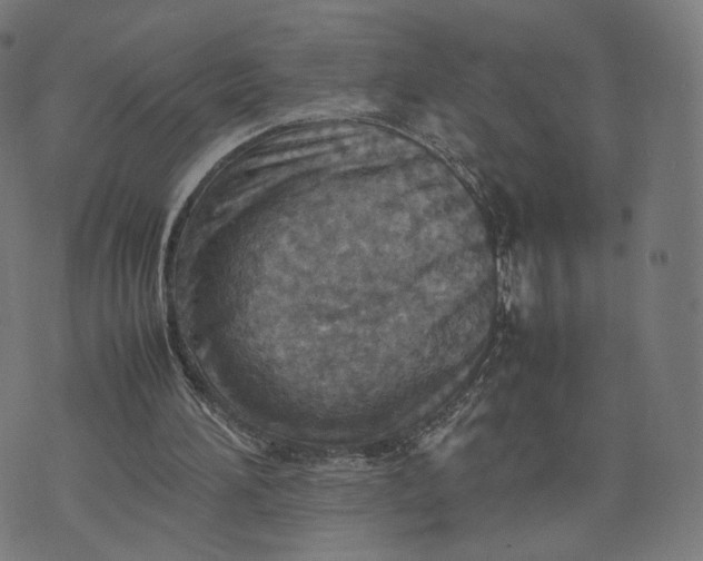 X0000070370196200606231656