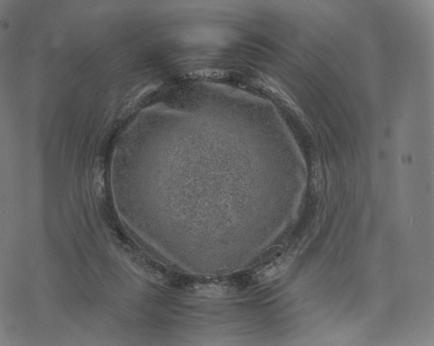 X0000070370259200606231654