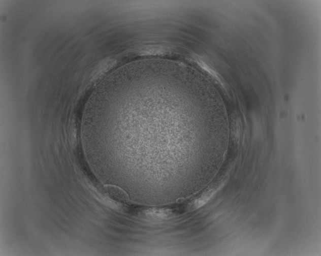 X0000070370261200606231654