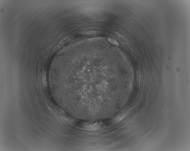 X0000070370267200606231655