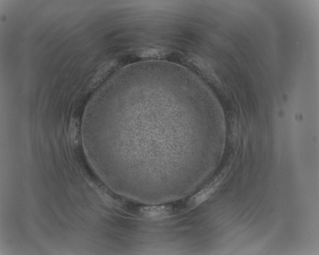 X0000070370273200606231655