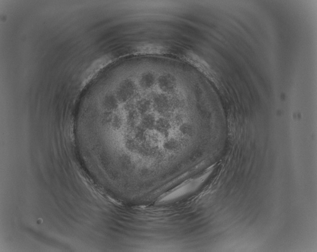 X0000070370347200606231653