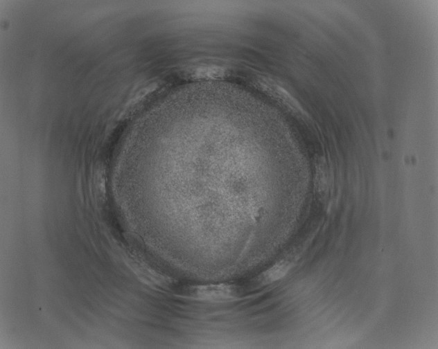 X0000070370363200606231653