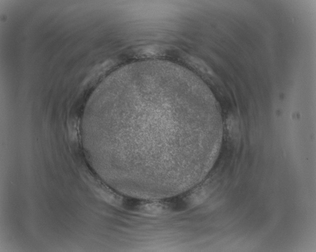 X0000070370423200606231652